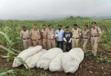 ऑपरेशन ग्रीन स्ट्राइक के तहत बड़वानी पुलिस की बड़ी कार्रवाई