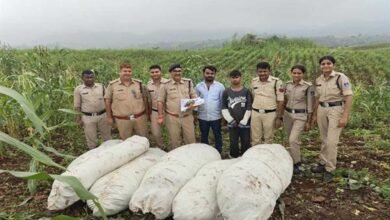ऑपरेशन ग्रीन स्ट्राइक के तहत बड़वानी पुलिस की बड़ी कार्रवाई ऑपरेशन ग्रीन स्ट्राइक के तहत बड़वानी पुलिस की बड़ी कार्रवाई