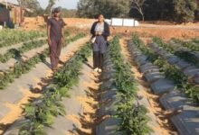 रायगढ़ के किसान ने ग्राफ्टेड टमाटर और बैंगन की खेती से कमाए 4.25 लाख