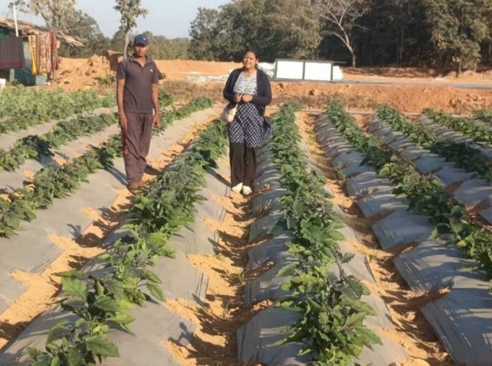रायगढ़ के किसान ने ग्राफ्टेड टमाटर और बैंगन की खेती से कमाए 4.25 लाख रायगढ़ के किसान ने ग्राफ्टेड टमाटर और बैंगन की खेती से कमाए 4.25 लाख