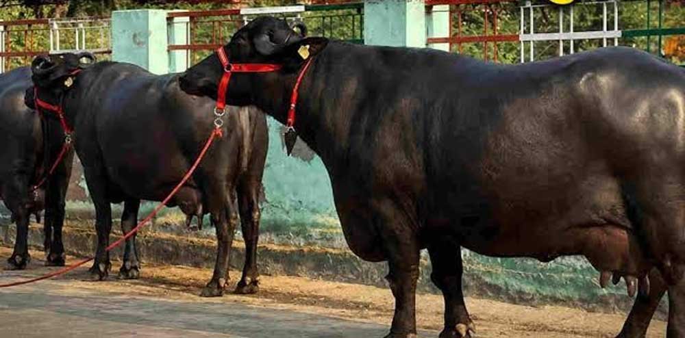मंदसौर की कालिया गैंग का आतंक, तीन राज्यों से चुराईं 120 भैंसें; 40 वारदातें कबूली मंदसौर की कालिया गैंग का आतंक, तीन राज्यों से चुराईं 120 भैंसें; 40 वारदातें कबूली