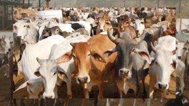 गोशालाओं में हो सकेंगे मांगलिक कार्यक्रम, गो-पर्यटन से गांवों को मिलेगा कमाई का नया रास्ता गोशालाओं में हो सकेंगे मांगलिक कार्यक्रम, गो-पर्यटन से गांवों को मिलेगा कमाई का नया रास्ता