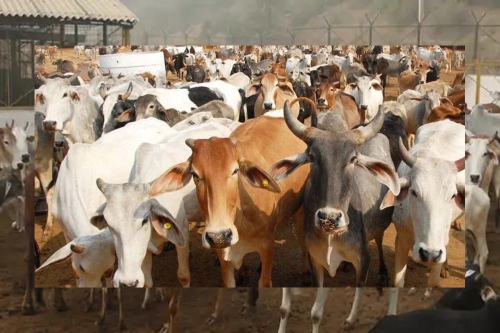 गोशालाओं में हो सकेंगे मांगलिक कार्यक्रम, गो-पर्यटन से गांवों को मिलेगा कमाई का नया रास्ता