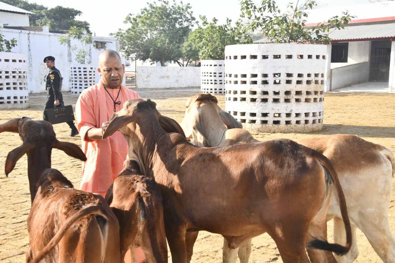गोरखनाथ मंदिर की गोशाला में सीएम योगी ने की गोसेवा गोरखनाथ मंदिर की गोशाला में सीएम योगी ने की गोसेवा