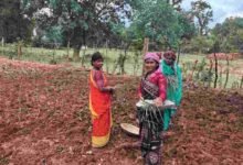 लेमन ग्रास की खुशबू से महक रही आत्मनिर्भरता, जीपीएम की महिलाएं बढ़ रहीं ‘लखपति दीदी’ बनने की राह पर