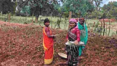 लेमन ग्रास की खुशबू से महक रही आत्मनिर्भरता, जीपीएम की महिलाएं बढ़ रहीं ‘लखपति दीदी’ बनने की राह पर