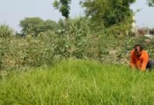 एक एकड़ मड़ुआ की खेती से 60 हजार तक मुनाफा! सारण में मोटे अनाज की खेती को मिलेगा बढ़ावा