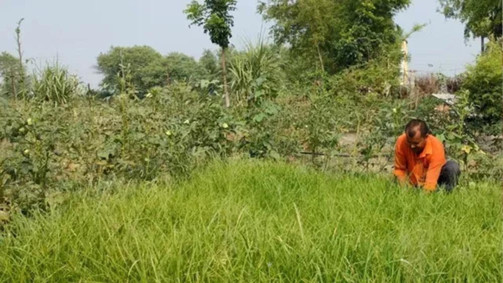 एक एकड़ मड़ुआ की खेती से 60 हजार तक मुनाफा! सारण में मोटे अनाज की खेती को मिलेगा बढ़ावा एक एकड़ मड़ुआ की खेती से 60 हजार तक मुनाफा! सारण में मोटे अनाज की खेती को मिलेगा बढ़ावा
