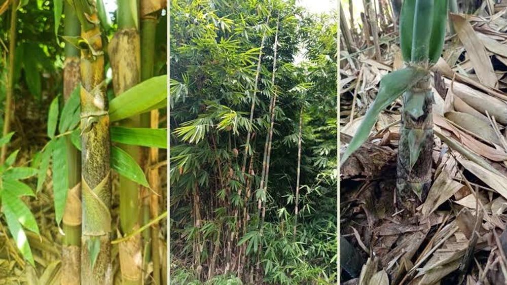जौनपुर के किसानों की बंजर जमीन से होगी कमाई, 7 ब्लॉकों में बांस की खेती को मिलेगा बढ़ावा जौनपुर के किसानों की बंजर जमीन से होगी कमाई, 7 ब्लॉकों में बांस की खेती को मिलेगा बढ़ावा