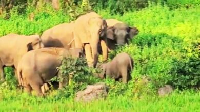 छत्तीसगढ़ में 53 हाथियों के झुंड ने स्कूल की बाउंड्री तोड़ी, धान की फसल रौंदी; बच्चों में दहशत छत्तीसगढ़ में 53 हाथियों के झुंड ने स्कूल की बाउंड्री तोड़ी, धान की फसल रौंदी; बच्चों में दहशत