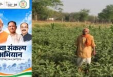धान की पारंपरिक खेती से आगे बढ़कर फागूराम ने अपनाई ग्राफ्टेड बैंगन की खेती, मुनाफे में हुई 20 हजार रुपये की बढ़ोतरी