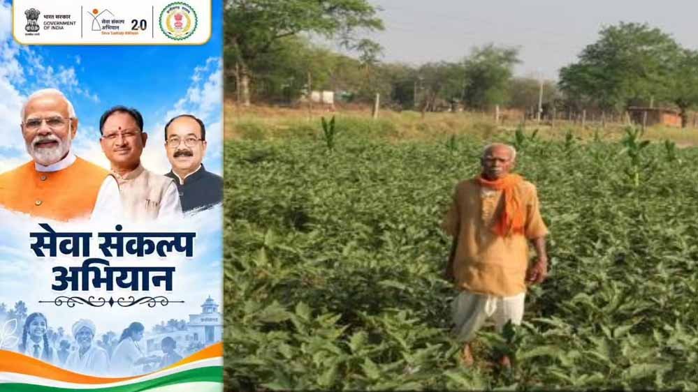 धान की पारंपरिक खेती से आगे बढ़कर फागूराम ने अपनाई ग्राफ्टेड बैंगन की खेती, मुनाफे में हुई 20 हजार रुपये की बढ़ोतरी