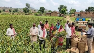 झारखंड में रागी की खेती से किसानों की बढ़ी कमाई, ₹33 किलो बिक रहा मड़ुआ; कम लागत में अच्छा मुनाफा
