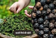 पचमढ़ी में अब होगी काली मिर्च और दालचीनी की खेती, किसानों को मिलेंगे पौधे