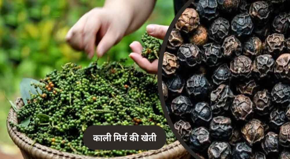 पचमढ़ी में अब होगी काली मिर्च और दालचीनी की खेती, किसानों को मिलेंगे पौधे पचमढ़ी में अब होगी काली मिर्च और दालचीनी की खेती, किसानों को मिलेंगे पौधे