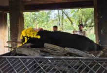 नंदनवन जू एवं जंगल सफारी में 25 वर्षीय मादा हिमालयन भालू ‘फफोरी’ की मौत