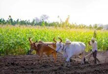 झारखंड में धान बेचने के लिए सिर्फ 1.65 लाख किसानों ने कराया रजिस्ट्रेशन, 29 लाख किसान चिह्नित