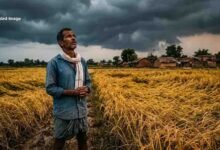 छत्तीसगढ़ में चक्रवाती तूफान का अलर्ट, बारिश से 1 करोड़ एकड़ में खड़ी धान की फसल पर संकट