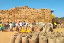 छत्तीसगढ़ में 15 नवंबर से धान खरीदी, ₹3100 MSP और 21 क्विंटल प्रति एकड़ की सीमा; जानें टोकन कैसे मिलेगा