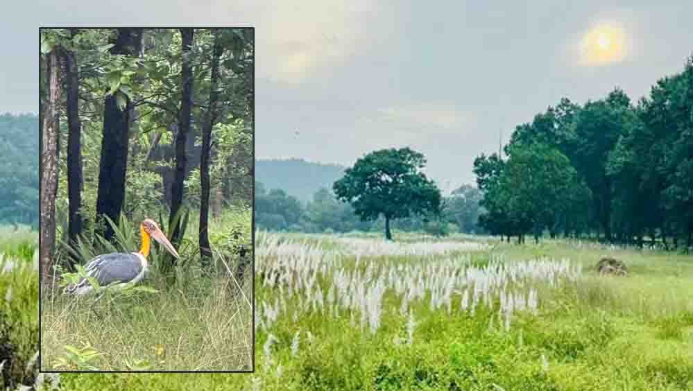 चक्रवात अरनब के प्रभाव से सुहावना हुआ मौसम, बांधवगढ़ टाइगर रिजर्व में प्रबंधन सतर्क चक्रवात अरनब के प्रभाव से सुहावना हुआ मौसम, बांधवगढ़ टाइगर रिजर्व में प्रबंधन सतर्क