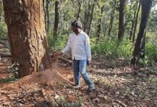 डिंडौरी में डेढ़ लाख पेड़ों की कटाई का लक्ष्य, अब तक सिर्फ 4516 पेड़ कटे
