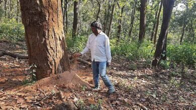 डिंडौरी में डेढ़ लाख पेड़ों की कटाई का लक्ष्य, अब तक सिर्फ 4516 पेड़ कटे डिंडौरी में डेढ़ लाख पेड़ों की कटाई का लक्ष्य, अब तक सिर्फ 4516 पेड़ कटे