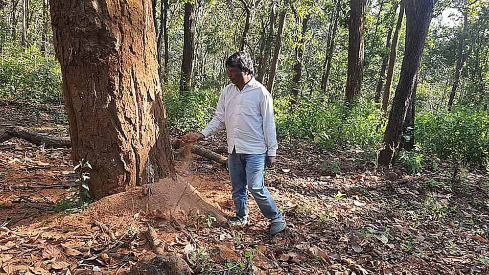 डिंडौरी में डेढ़ लाख पेड़ों की कटाई का लक्ष्य, अब तक सिर्फ 4516 पेड़ कटे डिंडौरी में डेढ़ लाख पेड़ों की कटाई का लक्ष्य, अब तक सिर्फ 4516 पेड़ कटे