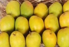 दिवाली पर भी मिलेगा हापुस आम का स्वाद, बिना सीजन के बाजार में कैसे पहुंचा अल्फांसो?