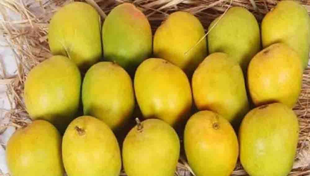 दिवाली पर भी मिलेगा हापुस आम का स्वाद, बिना सीजन के बाजार में कैसे पहुंचा अल्फांसो? दिवाली पर भी मिलेगा हापुस आम का स्वाद, बिना सीजन के बाजार में कैसे पहुंचा अल्फांसो?