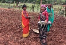 लेमन ग्रास की खुशबू से महक रही आत्मनिर्भरता, जीपीएम की महिलाएं बढ़ रहीं ‘लखपति दीदी’ बनने की राह पर