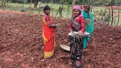 लेमन ग्रास की खुशबू से महक रही आत्मनिर्भरता, जीपीएम की महिलाएं बढ़ रहीं ‘लखपति दीदी’ बनने की राह पर लेमन ग्रास की खुशबू से महक रही आत्मनिर्भरता, जीपीएम की महिलाएं बढ़ रहीं ‘लखपति दीदी’ बनने की राह पर