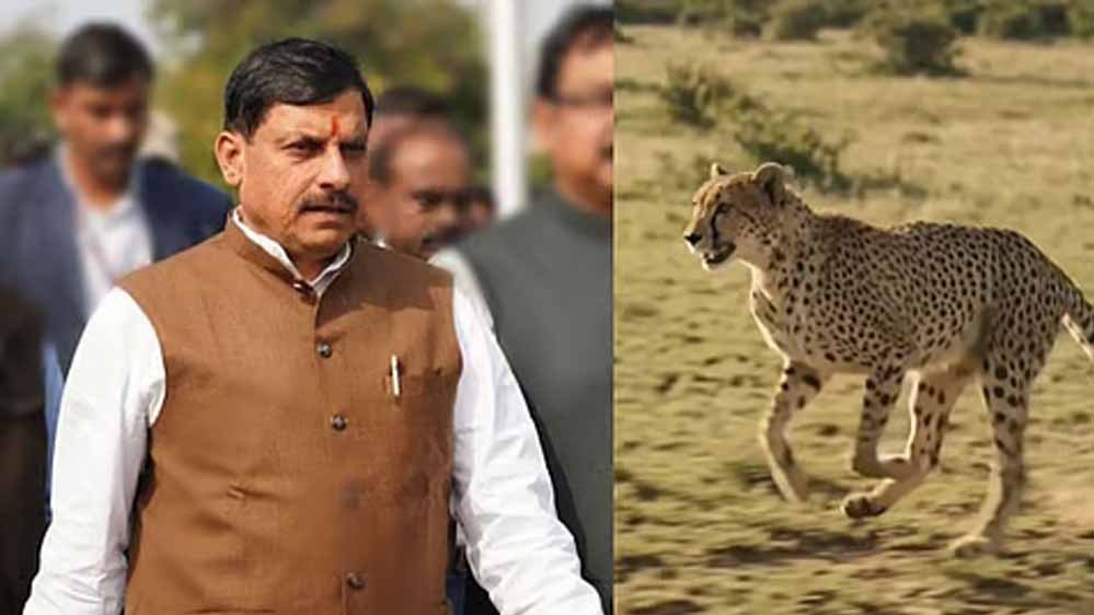 सागर के वीरांगना दुर्गावती टाइगर रिजर्व में आज 7 अक्टूबर को छोड़े जाएंगे 2 चीते, 439 हेक्टेयर में तैयार हुआ सुरक्षित ठिकाना