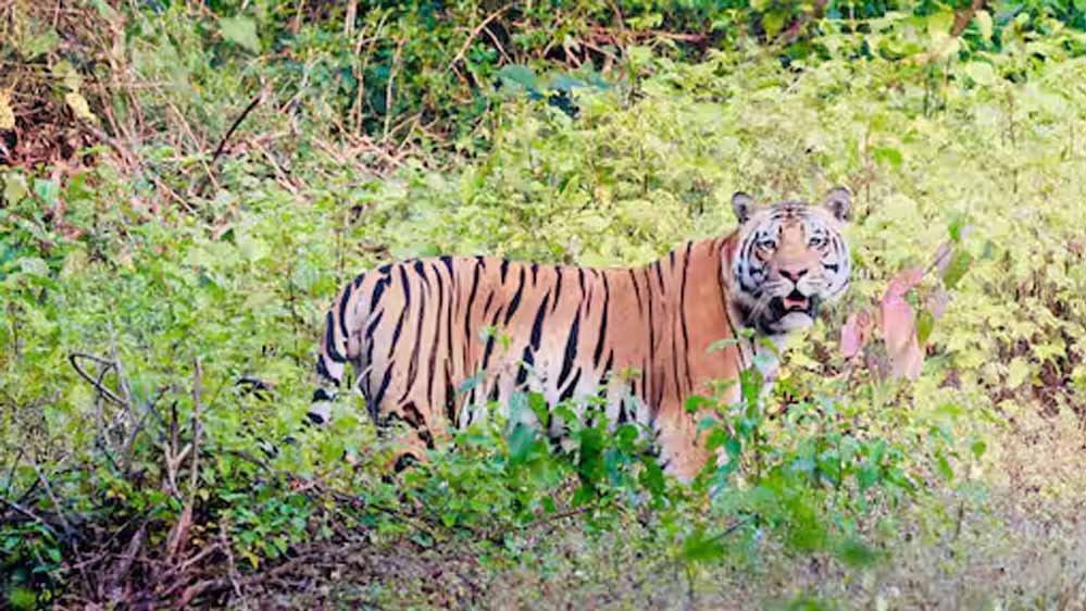 बालाघाट का लांजी जंगल बना वन्यजीवों का नया कॉरिडोर, छत्तीसगढ़ से हाथी और महाराष्ट्र से आ रहे बाघ बालाघाट का लांजी जंगल बना वन्यजीवों का नया कॉरिडोर, छत्तीसगढ़ से हाथी और महाराष्ट्र से आ रहे बाघ