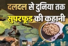 बिहार के मखाने का दुनिया में दबदबा, तालाबों से निकलकर न्यूयॉर्क-लंदन तक पहुंचा मिथिला का ‘सफेद मोती’