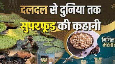 बिहार के मखाने का दुनिया में दबदबा, तालाबों से निकलकर न्यूयॉर्क-लंदन तक पहुंचा मिथिला का ‘सफेद मोती’