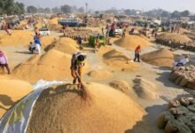 हरियाणा में धान खरीद को लेकर किसानों का फूटा गुस्सा, जींद में लगाया जाम; अंबाला मंडियों में पुलिस तैनात