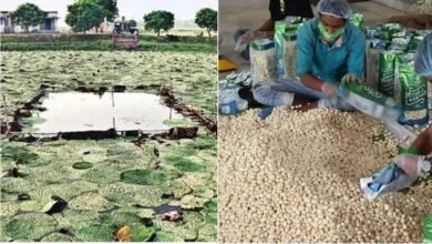 पीएम मोदी ने ‘मन की बात’ में की बिहार के मखाने की तारीफ, 18 से ज्यादा देशों में पहुंचा सीमांचल का स्वाद पीएम मोदी ने ‘मन की बात’ में की बिहार के मखाने की तारीफ, 18 से ज्यादा देशों में पहुंचा सीमांचल का स्वाद