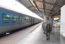 ₹450 करोड़ के रानी कमलापति स्टेशन पर भैंसों का डेरा, प्लेटफॉर्म पर गोबर से मचा हड़कंप