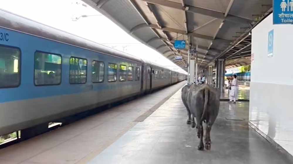 ₹450 करोड़ के रानी कमलापति स्टेशन पर भैंसों का डेरा, प्लेटफॉर्म पर गोबर से मचा हड़कंप ₹450 करोड़ के रानी कमलापति स्टेशन पर भैंसों का डेरा, प्लेटफॉर्म पर गोबर से मचा हड़कंप