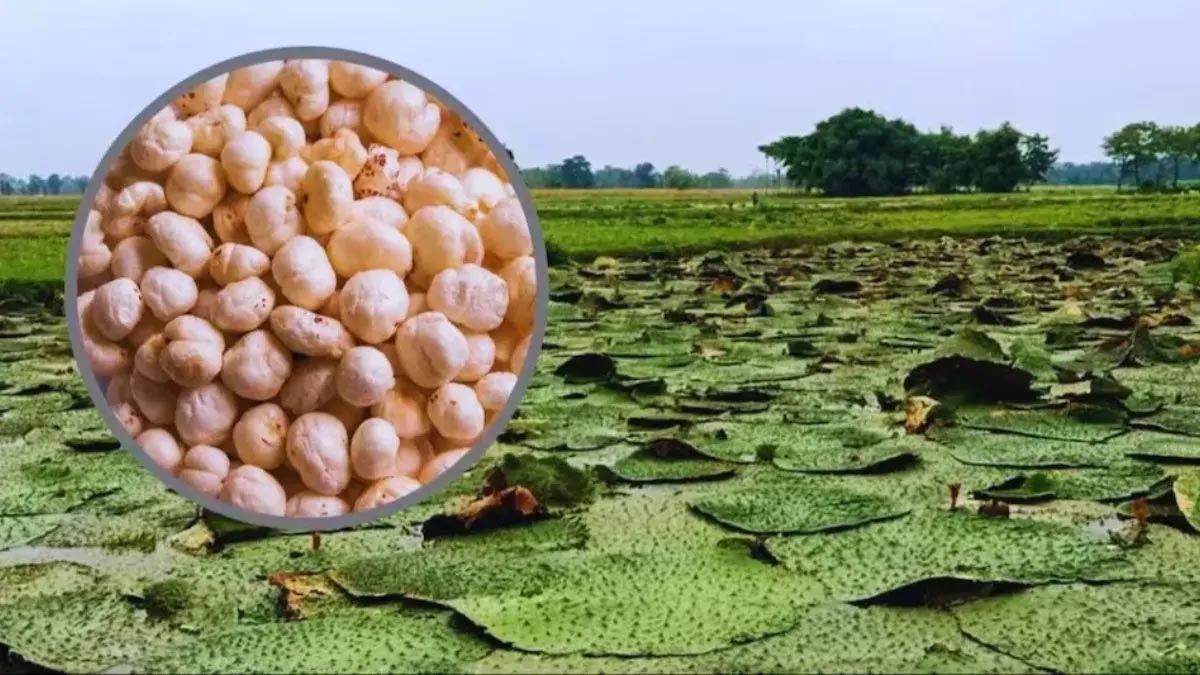 कश्मीर में भी होगी मिथिला के मखाने की खेती, किसानों को ट्रेनिंग देने जाएगी एक्सपर्ट टीम कश्मीर में भी होगी मिथिला के मखाने की खेती, किसानों को ट्रेनिंग देने जाएगी एक्सपर्ट टीम