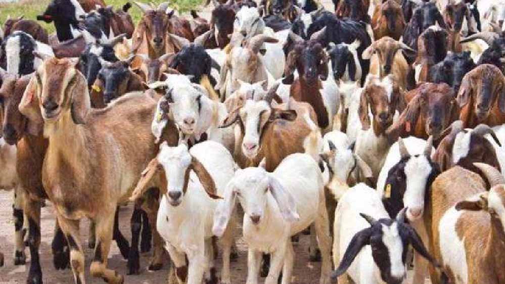 एशिया में फैला बकरी प्लेग, इंदौर में हाई अलर्ट; 8.42 लाख से ज्यादा भेड़-बकरियों को PPR वैक्सीन एशिया में फैला बकरी प्लेग, इंदौर में हाई अलर्ट; 8.42 लाख से ज्यादा भेड़-बकरियों को PPR वैक्सीन