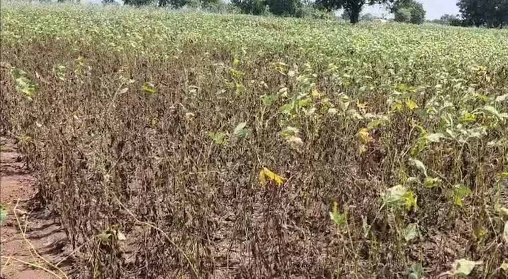 MP के 12 जिलों में 20 से 59% कम बारिश, सोयाबीन-मक्का की फसल पर संकट; गेहूं की जगह चना बोने की नौबत MP के 12 जिलों में 20 से 59% कम बारिश, सोयाबीन-मक्का की फसल पर संकट; गेहूं की जगह चना बोने की नौबत