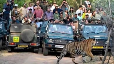 बांधवगढ़ में पर्यटकों की धूम, 8 दिन में 4598 सैलानियों ने की जंगल सफारी; बाघों के करीब से दीदार