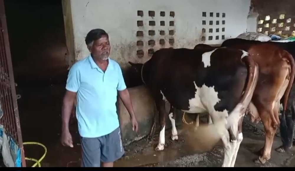एक गाय से शुरू हुआ सफर, आज 10 पशुओं का समृद्ध पशुधन एक गाय से शुरू हुआ सफर, आज 10 पशुओं का समृद्ध पशुधन