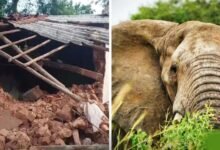 CG में हाथियों का तांडव, सुबह 3 बजे गांव में घुसे झुंड ने मवेशियों को कुचला