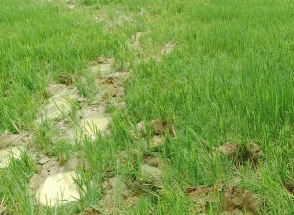 रायगढ़ में हाथियों का आतंक, 14 किसानों की फसलें रौंदी, 85 हाथियों की मौजूदगी से दहशत रायगढ़ में हाथियों का आतंक, 14 किसानों की फसलें रौंदी, 85 हाथियों की मौजूदगी से दहशत