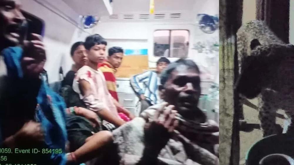 CG में घर में घुसे तेंदुए का आतंक, 6 लोगों पर किया हमला; 3 की हालत गंभीर