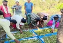 तसर पालन से बढ़ेंगे ग्रामीणों की आमदनी के अवसर
