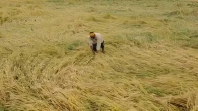 12 अक्टूबर तक पूरा होगा फसल क्षति का डिजिटल सर्वे, प्रभावित किसानों को मिलेगी नियमानुसार सहायता
