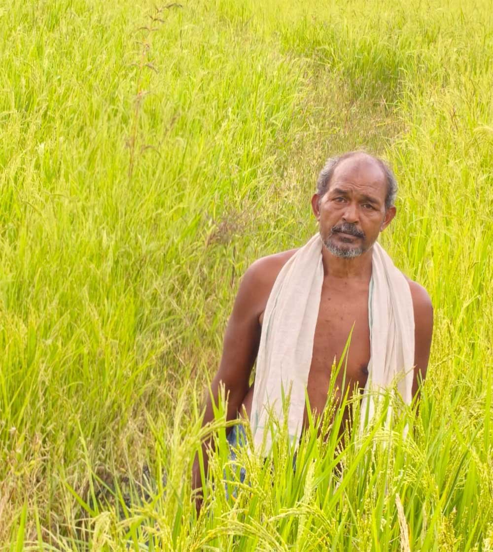 कृषक उन्नति योजना से शंकर प्रसाद की खेती को मिलेगा आर्थिक संबल, तीन एकड़ में सुगंधित धान की खेती पर मिलेंगे 45 हजार रुपये कृषक उन्नति योजना से शंकर प्रसाद की खेती को मिलेगा आर्थिक संबल, तीन एकड़ में सुगंधित धान की खेती पर मिलेंगे 45 हजार रुपये